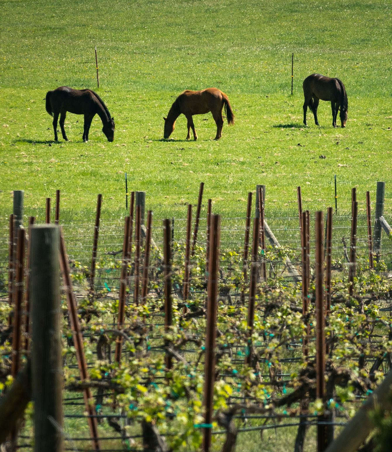 Chateau DNA Vineyard and Winery comes to life